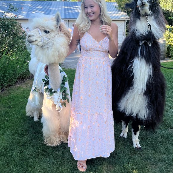 GORGEOUS Orange/ White Dress from Loft, Perfect for Wedding - Picture 4 of 9